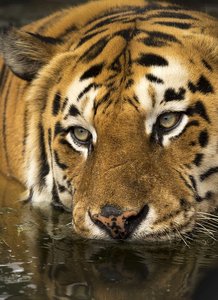 Bengal Cat Companion