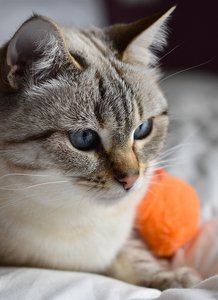 Bengal Cat Companion