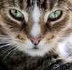 Bengal Cat Companion
