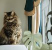 Bengal Cat Companion