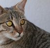 Bengal Cat Companion
