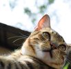 Bengal Cat Companion