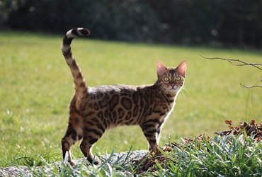 Bengal Cat Companion