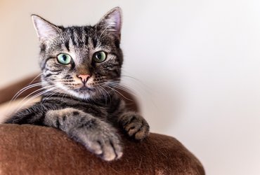 Bengal Cat Companion