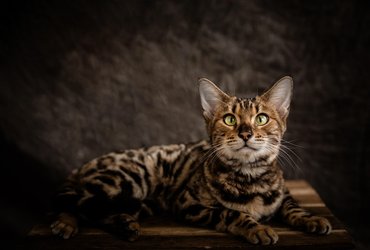 Bengal Cat Companion