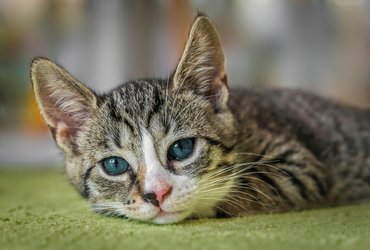 Bengal Cat Companion