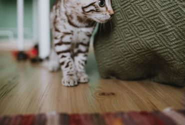 Bengal Cat Companion