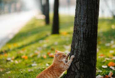 Bengal Cat Companion