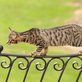 Bengal Cat Companion