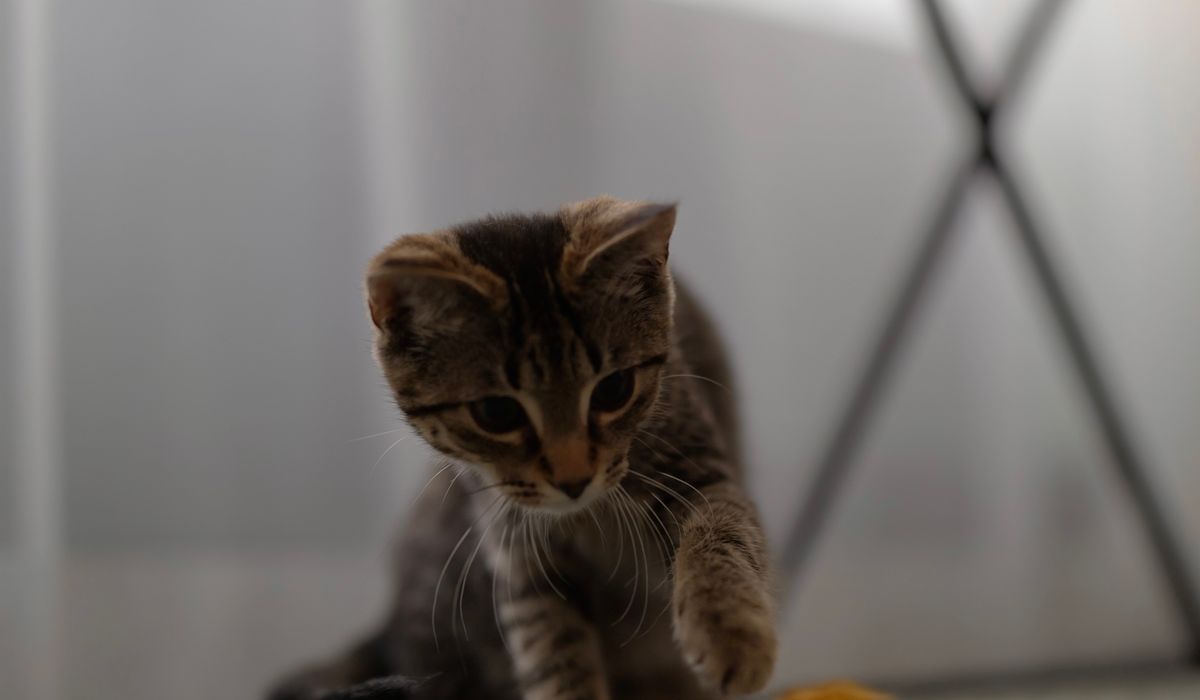 Bengal Cat Companion