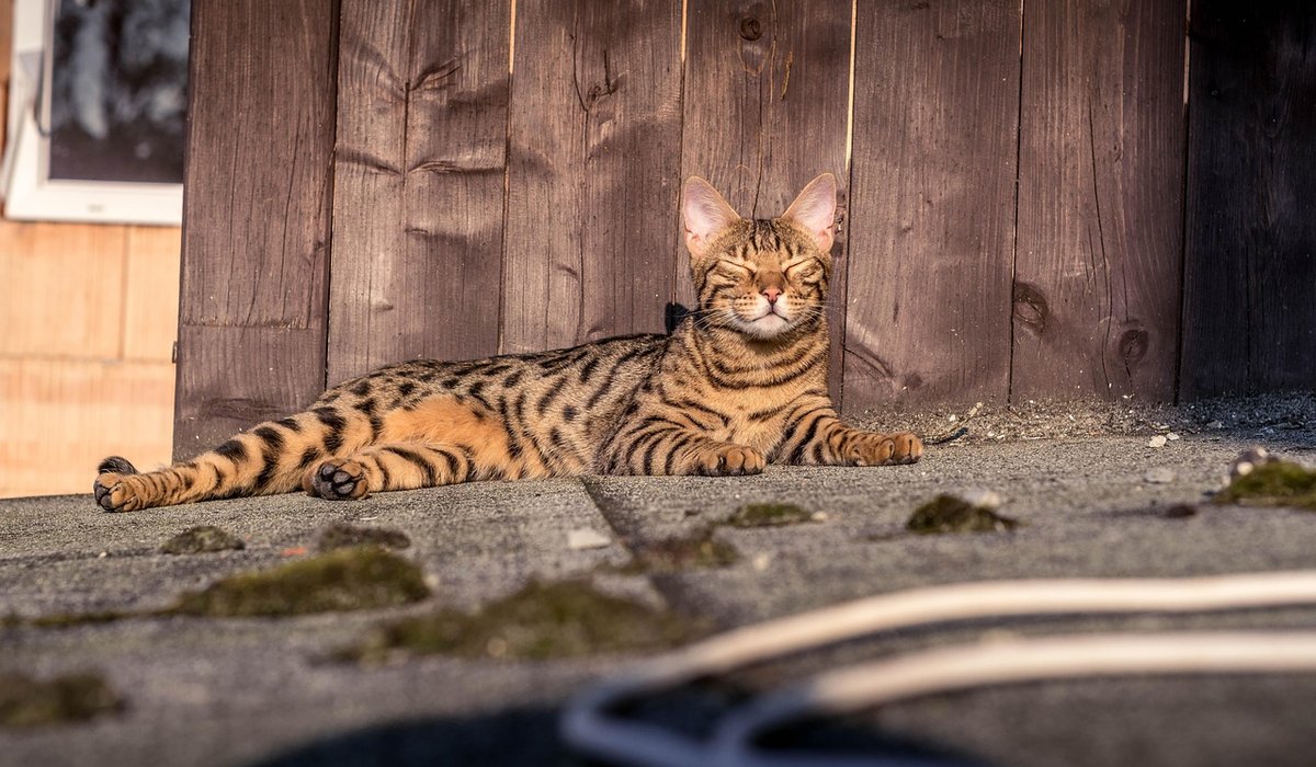 Bengal Cat Companion