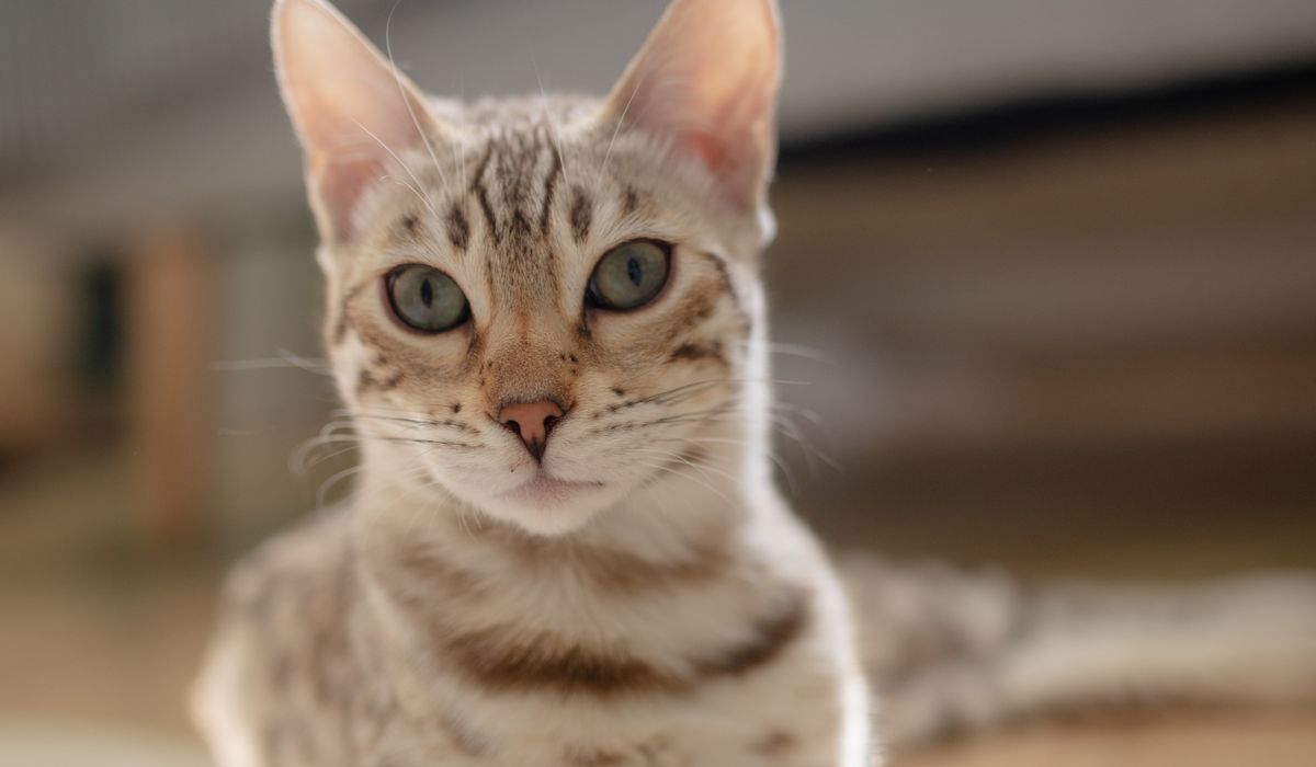 Bengal Cat Companion