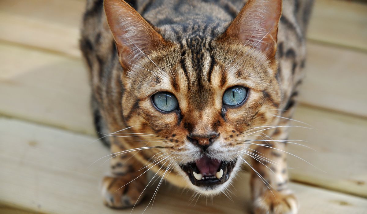 Bengal Cat Companion