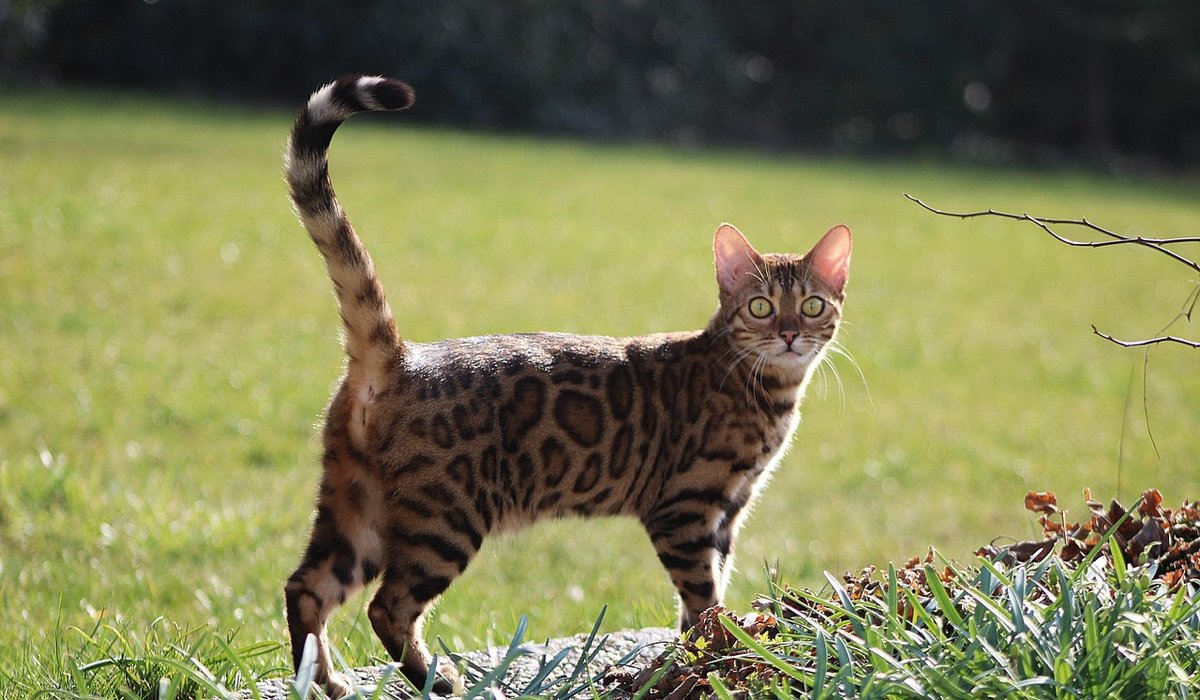 Bengal Cat Companion