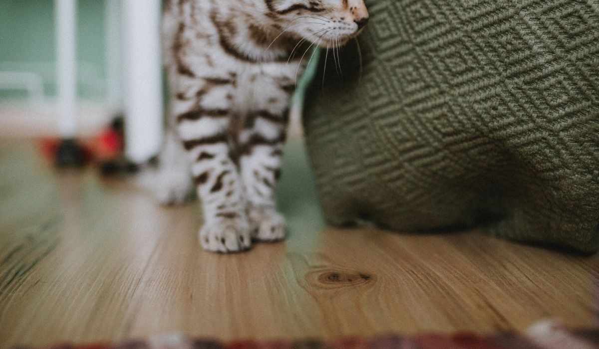 Bengal Cat Companion