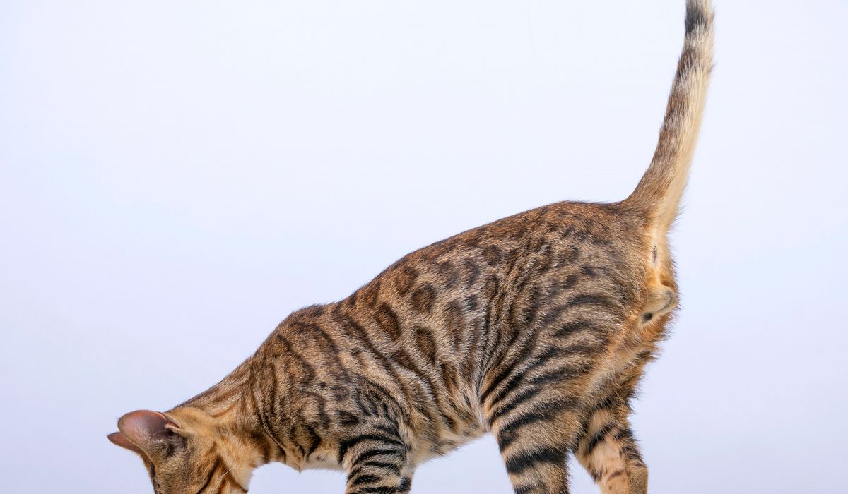 Bengal Cat Companion