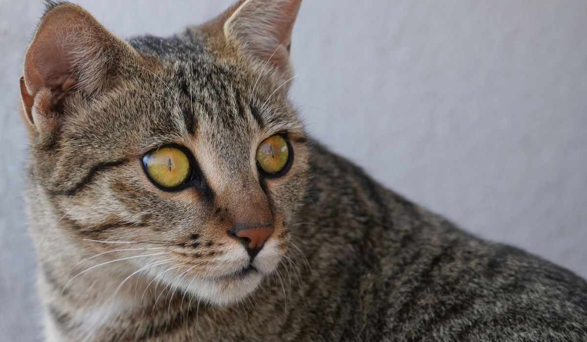 Bengal Cat Companion