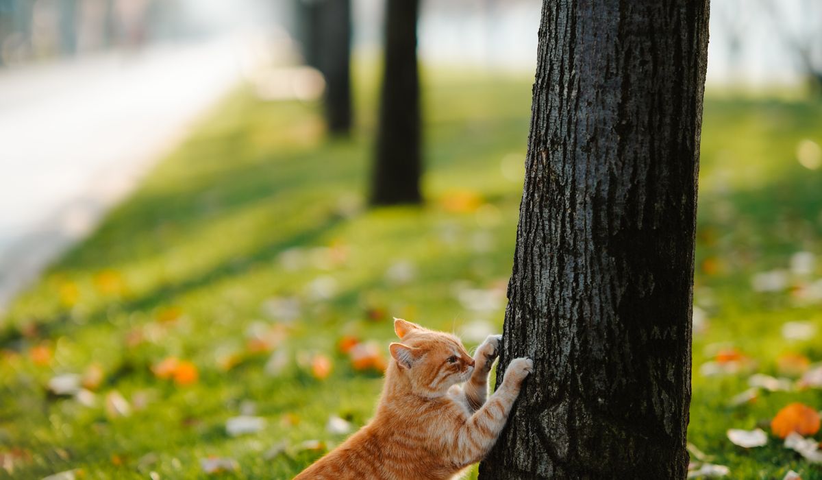 Bengal Cat Companion