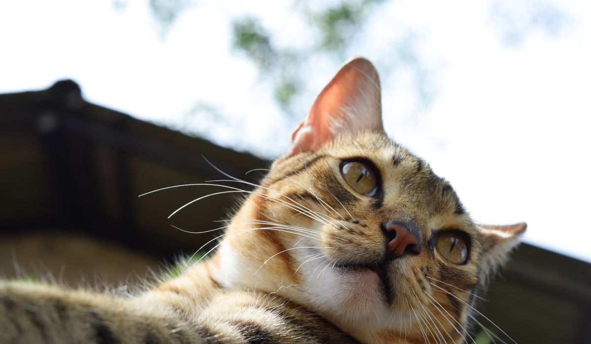 Bengal Cat Companion