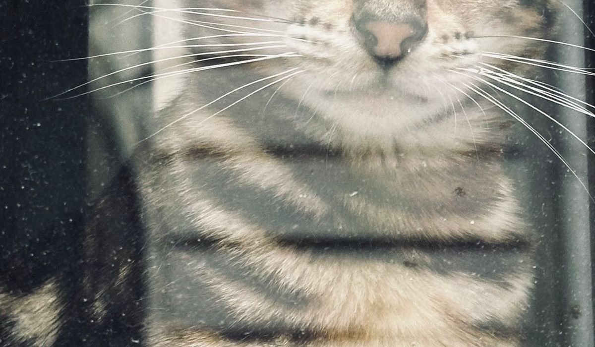 Bengal Cat Companion