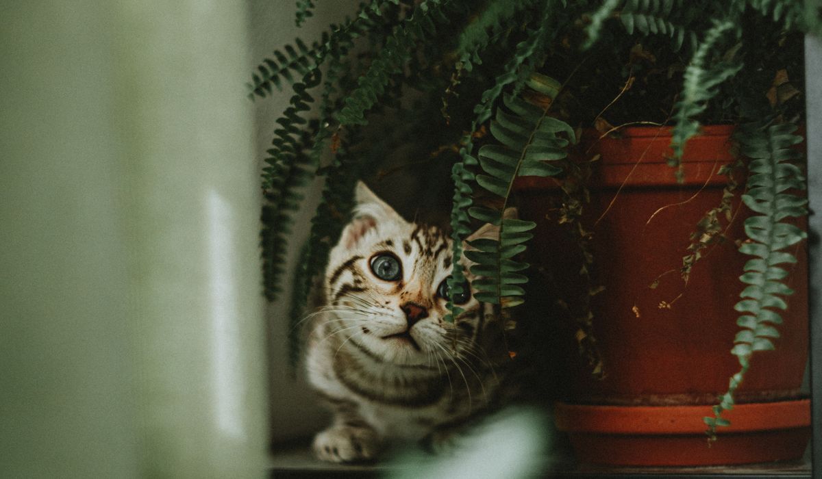 Bengal Cat Companion