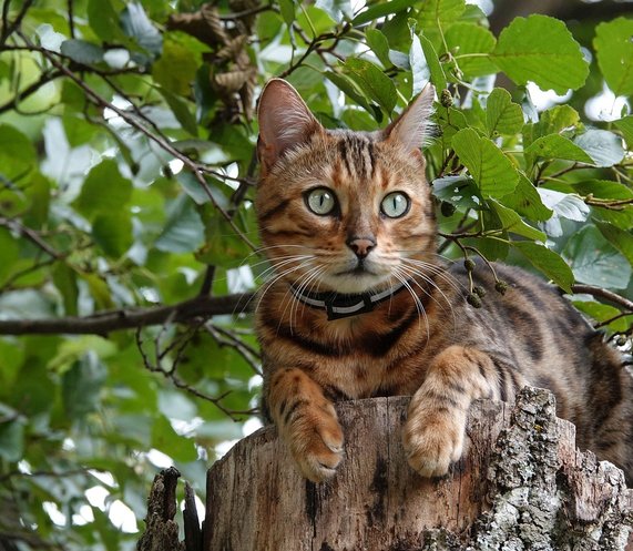Bengal Cat Companion